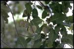 leaf and fruit